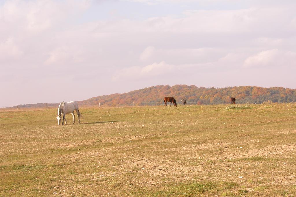 Stajnia Bialy Borek Biskupice Kocurów Buitenkant foto